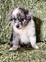 Barley, a male German Spitz and Miniature Australian Shepherd for sale in Reno, NV – 4 of 5