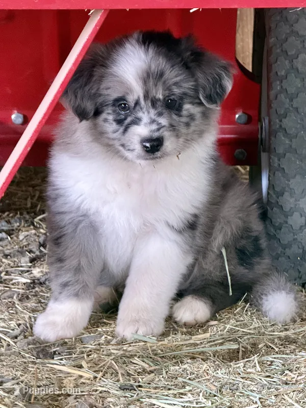 Barley – German Spitz, Miniature Australian Shepherd puppy for sale in Reno, NV
