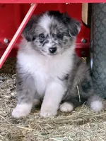 Barley, a male German Spitz and Miniature Australian Shepherd for sale in Reno, NV – 1 of 5