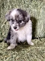 Barley, a male German Spitz and Miniature Australian Shepherd for sale in Reno, NV – 3 of 5