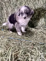 Barley, a male German Spitz and Miniature Australian Shepherd for sale in Reno, NV – 5 of 5