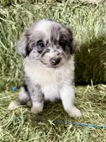 Barley, a male German Spitz and Miniature Australian Shepherd for sale in Reno, NV – 2 of 5