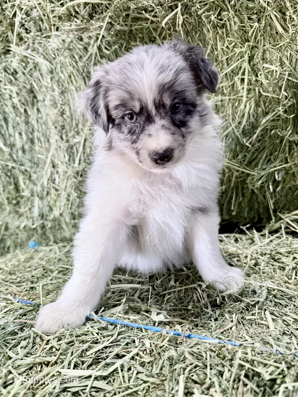 Oats – German Spitz, Miniature Australian Shepherd puppy for sale in Reno, NV