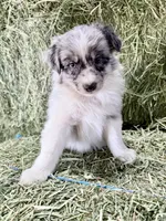 Oats, a male German Spitz and Miniature Australian Shepherd for sale in Reno, NV – 1 of 5