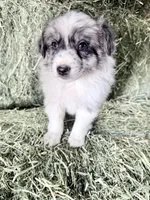 Oats, a male German Spitz and Miniature Australian Shepherd for sale in Reno, NV – 5 of 5