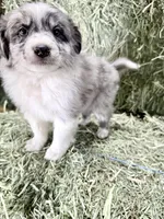 Oats, a male German Spitz and Miniature Australian Shepherd for sale in Reno, NV – 3 of 5