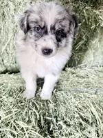 Oats, a male German Spitz and Miniature Australian Shepherd for sale in Reno, NV – 4 of 5