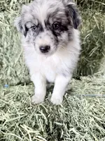 Oats, a male German Spitz and Miniature Australian Shepherd for sale in Reno, NV – 2 of 5