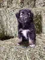 Bear, a male German Spitz and Miniature Australian Shepherd for sale in Reno, NV – 3 of 6