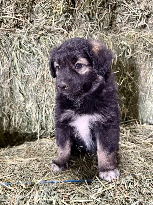Bear – German Spitz, Miniature Australian Shepherd puppy for sale in Reno, NV