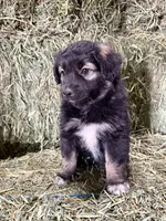 Bear, a male German Spitz and Miniature Australian Shepherd for sale in Reno, NV – 2 of 6