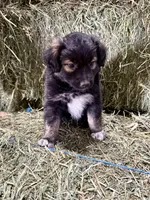 Bear, a male German Spitz and Miniature Australian Shepherd for sale in Reno, NV – 6 of 6