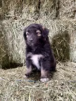 Bear, a male German Spitz and Miniature Australian Shepherd for sale in Reno, NV – 4 of 6