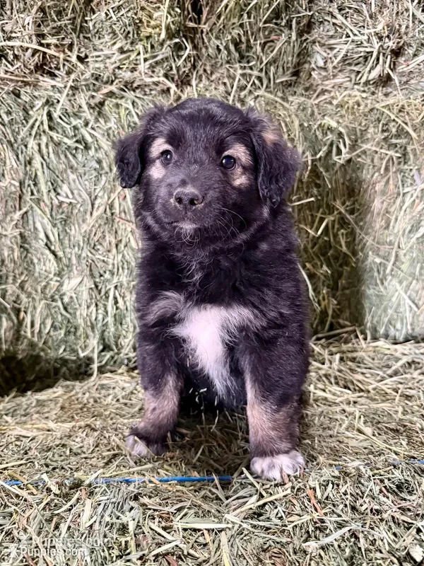 Bear, a male German Spitz and Miniature Australian Shepherd for sale in Reno, NV – 1 of 6