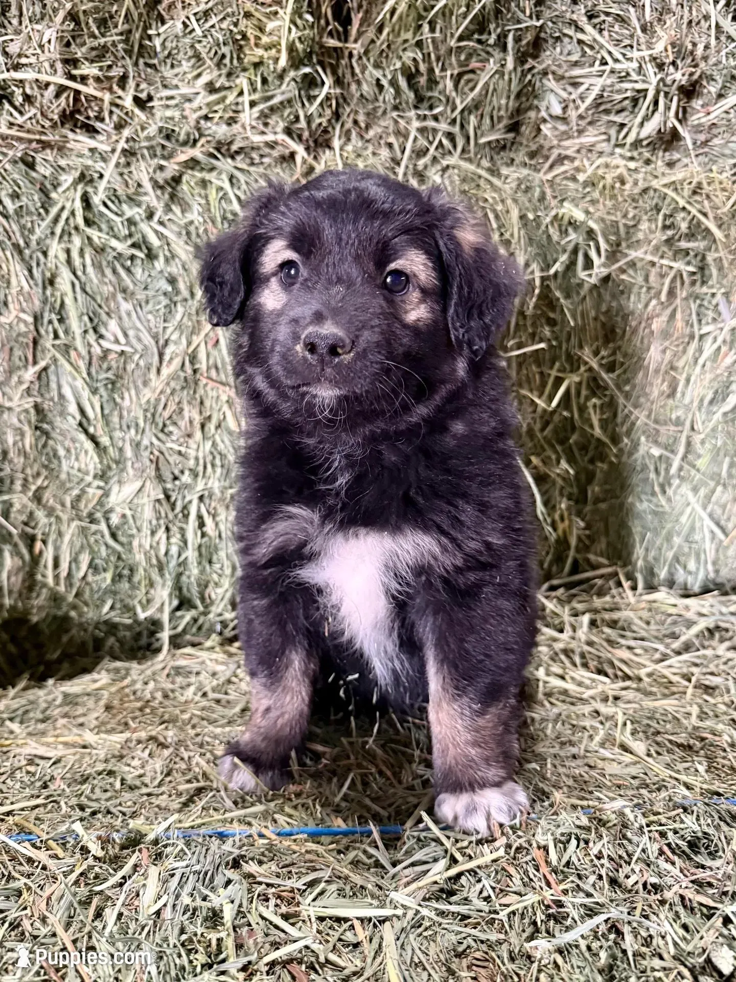 Bear, a male German Spitz and Miniature Australian Shepherd for sale in Reno, NV – 1 of 6