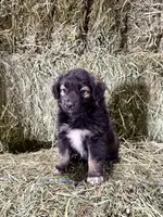 Bear, a male German Spitz and Miniature Australian Shepherd for sale in Reno, NV – 5 of 6