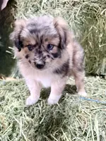 Pumpkin, a female German Spitz and Miniature Australian Shepherd for sale in Reno, NV – 1 of 6