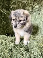 Pumpkin, a female German Spitz and Miniature Australian Shepherd for sale in Reno, NV – 2 of 6