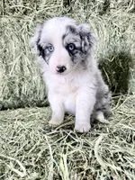 Lady, a female German Spitz and Miniature Australian Shepherd for sale in Reno, NV – 2 of 4