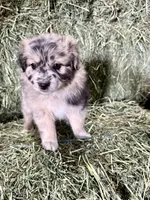 Pumpkin, a female German Spitz and Miniature Australian Shepherd for sale in Reno, NV – 4 of 6