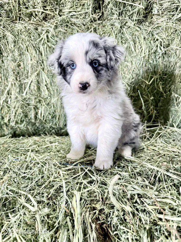 Lady – German Spitz, Miniature Australian Shepherd puppy for sale in Reno, NV