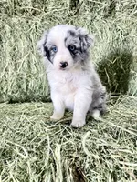 Lady, a female German Spitz and Miniature Australian Shepherd for sale in Reno, NV – 1 of 4