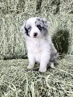 Lady, a female German Spitz and Miniature Australian Shepherd for sale in Reno, NV – 3 of 4