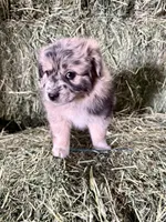 Pumpkin, a female German Spitz and Miniature Australian Shepherd for sale in Reno, NV – 6 of 6