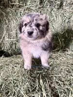Pumpkin, a female German Spitz and Miniature Australian Shepherd for sale in Reno, NV – 5 of 6