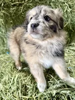 Pumpkin, a female German Spitz and Miniature Australian Shepherd for sale in Reno, NV – 3 of 6