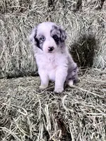 Lady, a female German Spitz and Miniature Australian Shepherd for sale in Reno, NV – 4 of 4