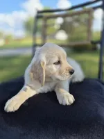 Ava --READY SEPT 26, a female Golden Retriever and English Cream Golden Retriever for sale in Auburn, KY – 4 of 9