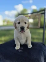 Amber --READY SEPT 26, a female Golden Retriever and English Cream Golden Retriever for sale in Auburn, KY – 4 of 9