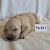 FULL AKC-- Amber --READY SEPT 26, a female Golden Retriever and English Cream Golden Retriever for sale in Auburn, KY – 2 of 4