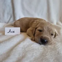 FULL AKC-- Ace --READY SEPT 26, a male Golden Retriever and English Cream Golden Retriever for sale in Auburn, KY – 6 of 8