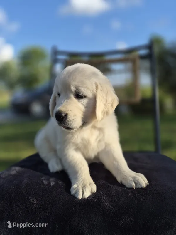 Avery --READY SEPT 26 – Golden Retriever, English Cream Golden Retriever puppy for sale in Auburn, KY