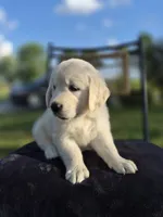 Avery --READY SEPT 26, a male Golden Retriever and English Cream Golden Retriever for sale in Auburn, KY – 1 of 8
