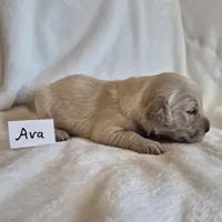 FULL AKC-- Ava --READY SEPT 26, a female Golden Retriever and English Cream Golden Retriever for sale in Auburn, KY – 3 of 8
