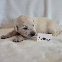 FULL AKC-- Arthur --READY SEPT 26, a male Golden Retriever and English Cream Golden Retriever for sale in Auburn, KY – 2 of 9