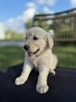 Allie --READY SEPT 26, a female Golden Retriever and English Cream Golden Retriever for sale in Auburn, KY – 5 of 8