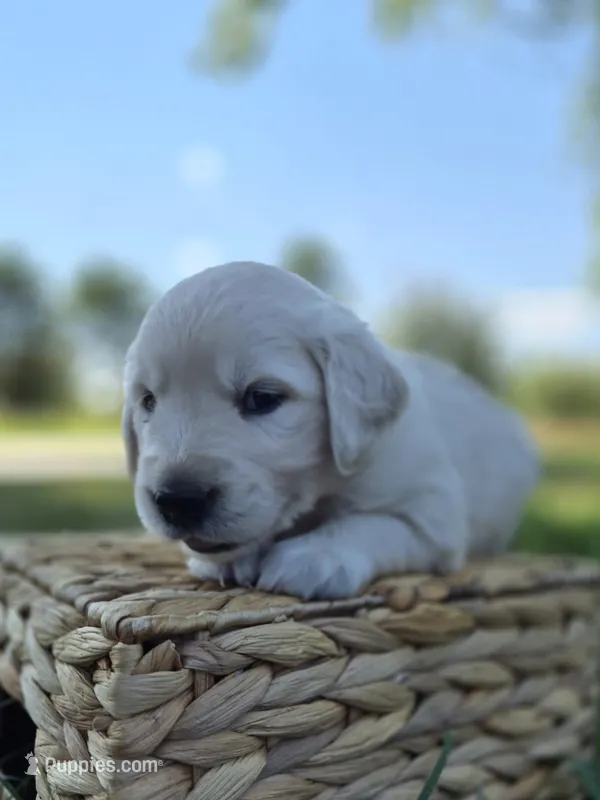 FULL AKC-- Avery --READY SEPT 26 – Golden Retriever, English Cream Golden Retriever puppy for sale in Auburn, KY