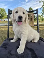 Annie, a female Golden Retriever and English Cream Golden Retriever for sale in Auburn, KY – 4 of 8
