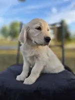 Allie, a female Golden Retriever and English Cream Golden Retriever for sale in Auburn, KY – 4 of 9