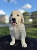 Annie --READY SEPT 26, a female Golden Retriever and English Cream Golden Retriever for sale in Auburn, KY – 3 of 6