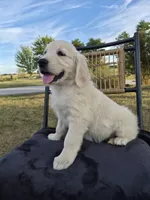 Annie, a female Golden Retriever and English Cream Golden Retriever for sale in Auburn, KY – 5 of 8