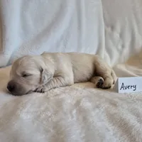 FULL AKC-- Avery --READY SEPT 26, a male Golden Retriever and English Cream Golden Retriever for sale in Auburn, KY – 3 of 4