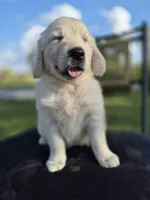 Annie --READY SEPT 26, a female Golden Retriever and English Cream Golden Retriever for sale in Auburn, KY – 2 of 6