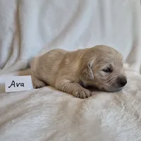 FULL AKC-- Ava --READY SEPT 26, a female Golden Retriever and English Cream Golden Retriever for sale in Auburn, KY – 6 of 8