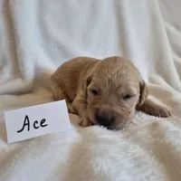 FULL AKC-- Ace --READY SEPT 26, a male Golden Retriever and English Cream Golden Retriever for sale in Auburn, KY – 4 of 8