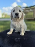 Ava --READY SEPT 26, a female Golden Retriever and English Cream Golden Retriever for sale in Auburn, KY – 6 of 9